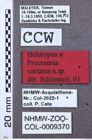 Etikett zu Megapenthes jizuensis (Schimmel, 2004)